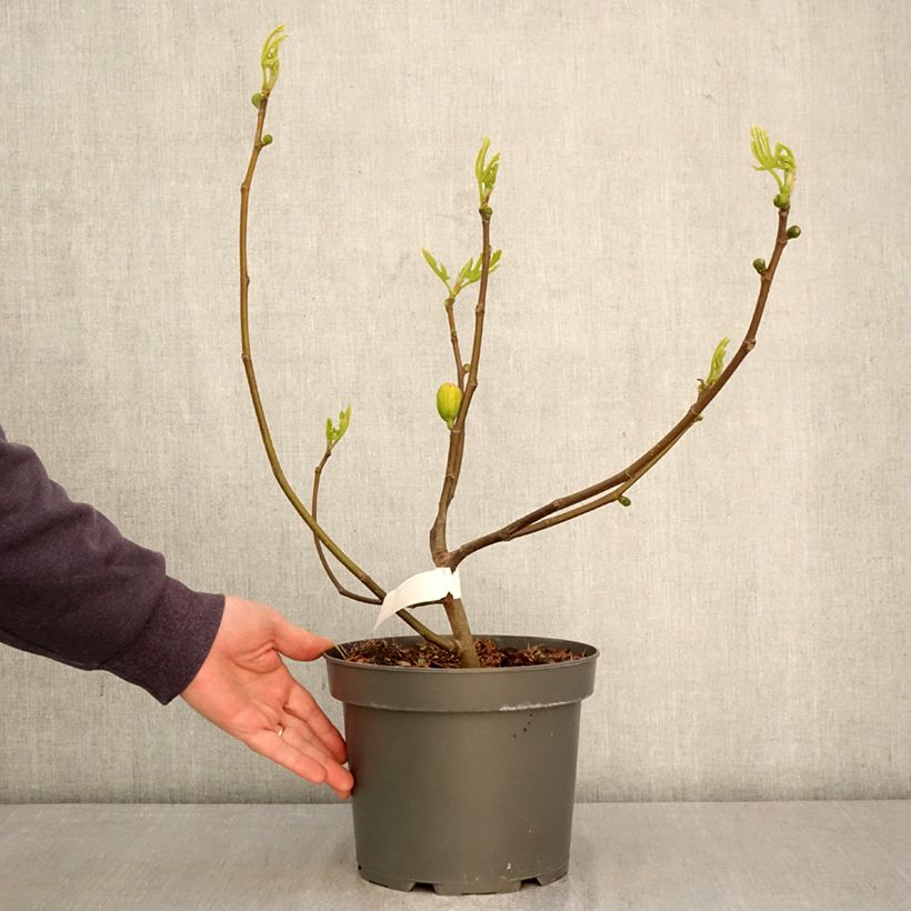 Fig Tree Violette D'argenteuil - Ficus carica 4L/5L pot, Bush sample as delivered in spring