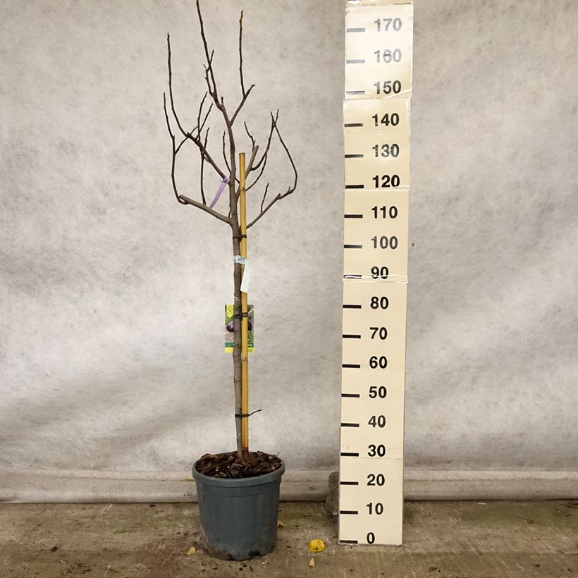 Fig Tree Violette Dauphine - Ficus carica 7.5L/10L pot, Half standard sample as delivered in autumn