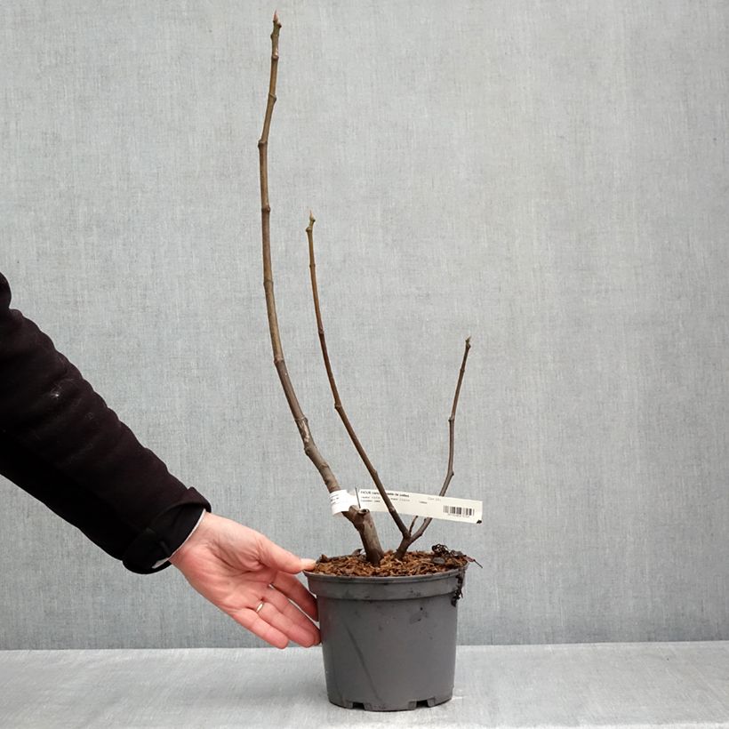 Fig Tree Violette de Sollies Ficus carica 3L/4L pot, Clump sample as delivered in autumn