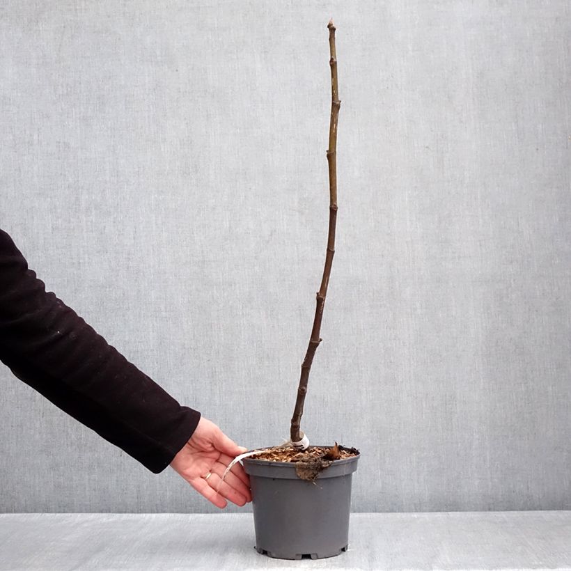 Fig Tree Violette de Sollies Ficus carica 3L/4L pot, Clump sample as delivered in winter