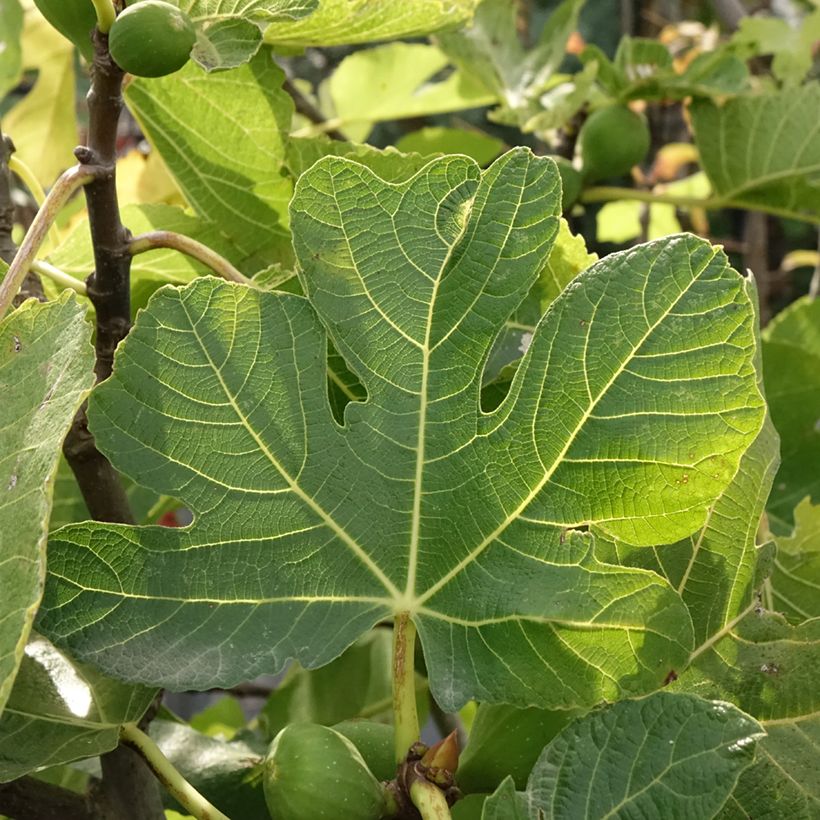 Fig Tree Violette de Sollies Ficus carica (Foliage)
