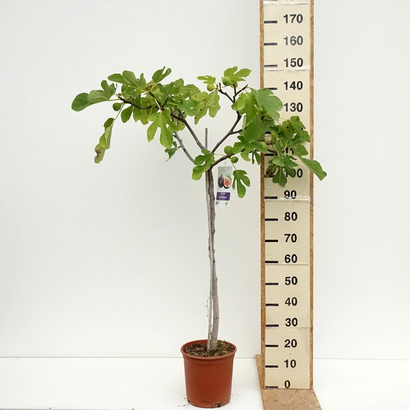 Fig Tree Violette de Sollies Ficus carica 7.5L/10L pot, Half standard sample as delivered in summer