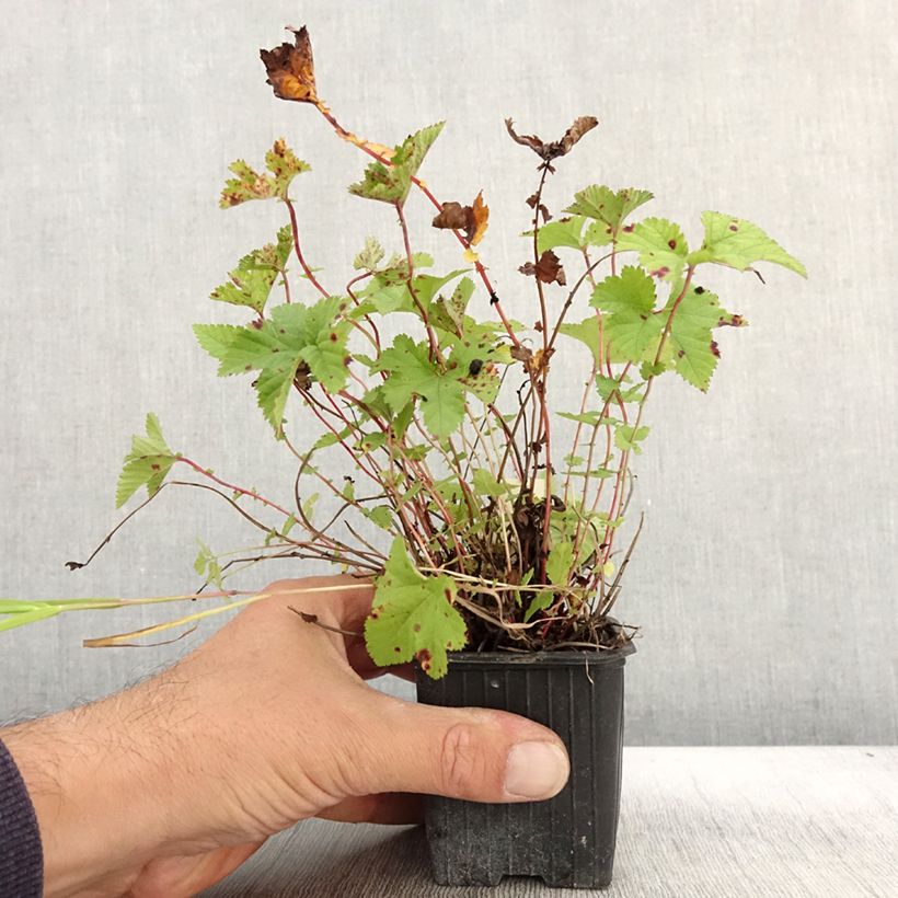 Filipendula Kahome 8/9 cm pot sample as delivered in autumn