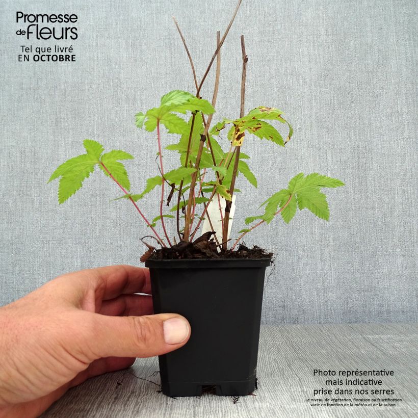 Filipendula palmata Nana 8/9 cm pot sample as delivered in autumn