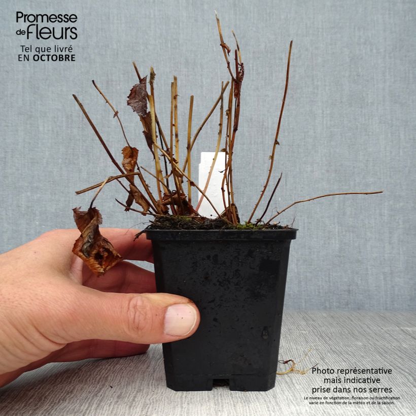 Filipendula purpurea Elegans 8/9 cm pot sample as delivered in autumn