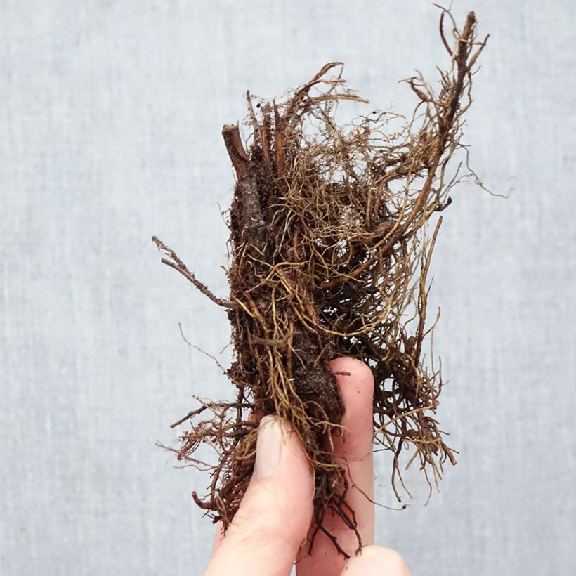 Filipendula purpurea Elegans Bare root sample as delivered in winter