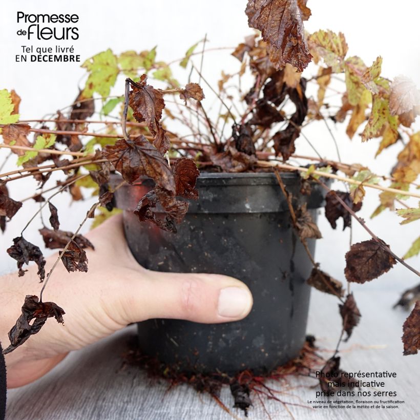 Filipendula ulmaria 2L/3L pot sample as delivered in autumn