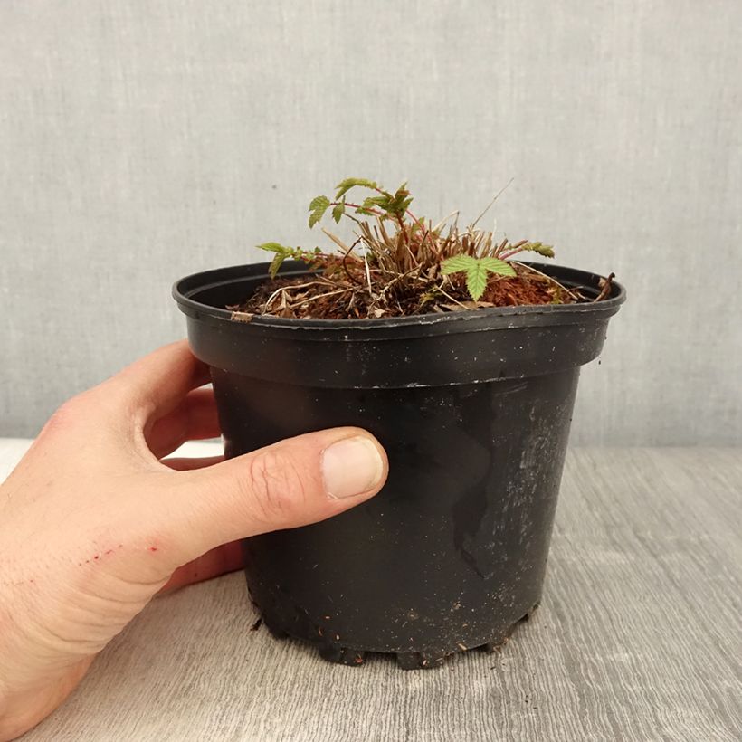 Filipendula ulmaria 2L/3L pot sample as delivered in spring