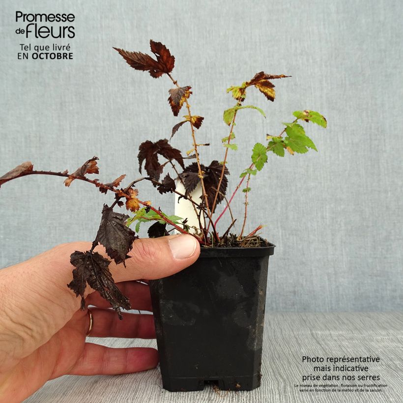 Filipendula ulmaria 8/9 cm pot sample as delivered in autumn