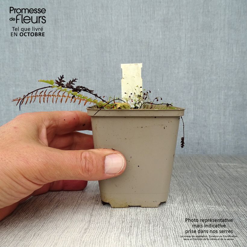 Filipendula vulgaris hexapetala 8/9 cm pot sample as delivered in autumn