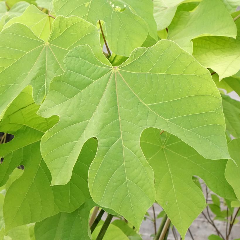 Firmiana simplex - Chinese Parasol Tree (Foliage)