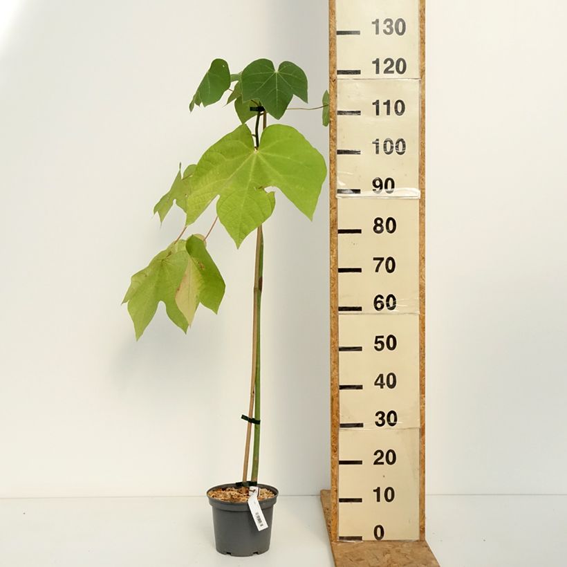 Firmiana simplex - Chinese Parasol Tree 3L/4L pot sample as delivered in autumn