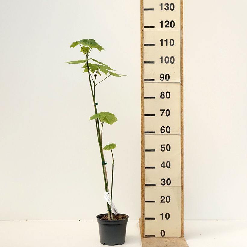 Firmiana simplex - Chinese Parasol Tree 3L/4L pot sample as delivered in spring