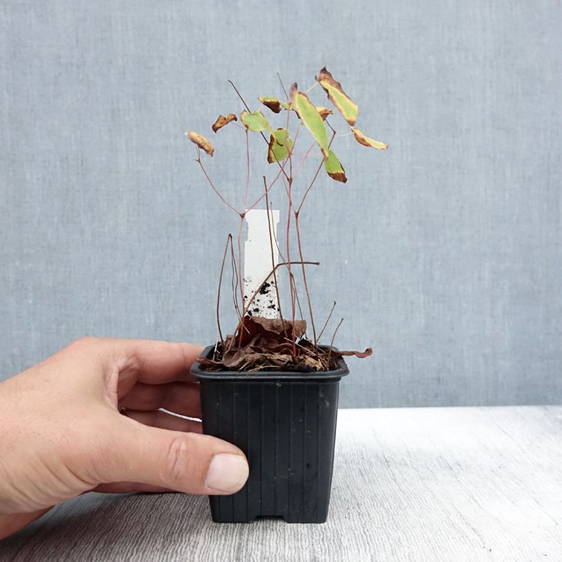 Epimedium grandiflorum Akebono - Fairy Wings 8/9 cm pot sample as delivered in autumn
