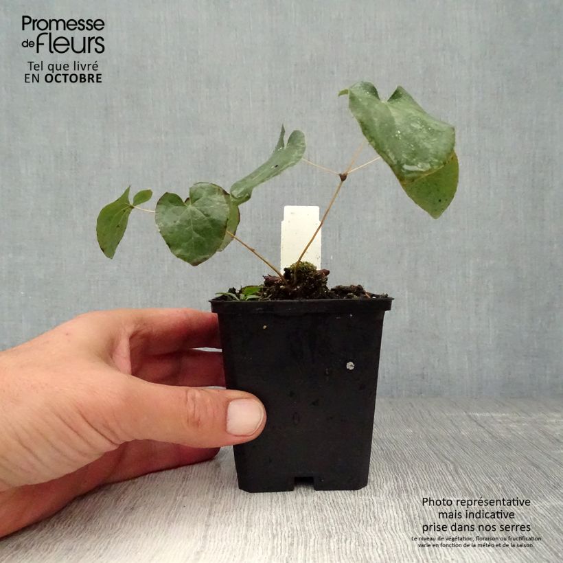 Epimedium pinnatum subsp. colchicum - Barrenwort 8/9 cm pot sample as delivered in autumn