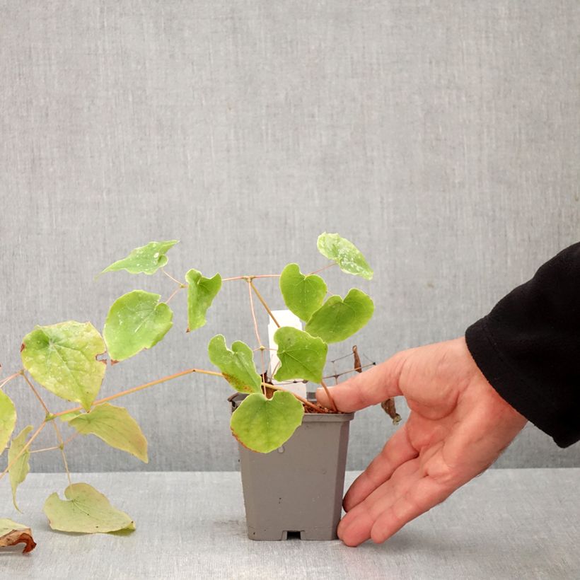 Epimedium pubigerum - Barrenwort 8/9 cm pot sample as delivered in autumn