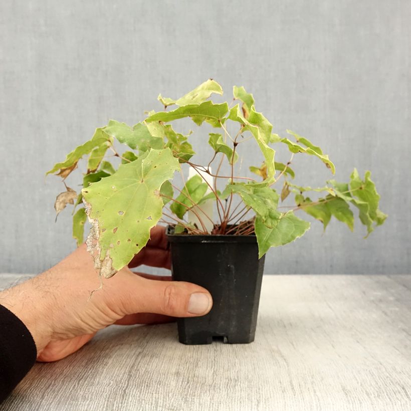 Epimedium wushanense Caramel - Barrenwort 8/9 cm pot sample as delivered in autumn