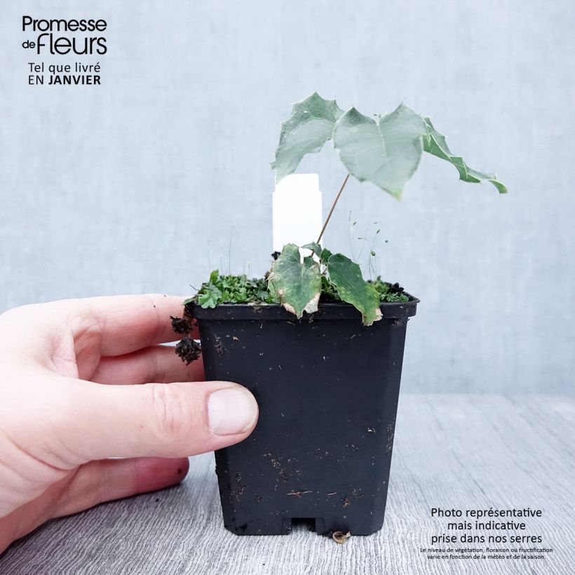 Epimedium wushanense Caramel - Barrenwort 8/9 cm pot sample as delivered in winter