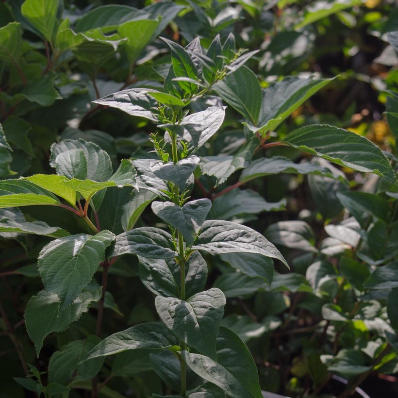 Abeliophyllum distichum - White Forsythia (Foliage)