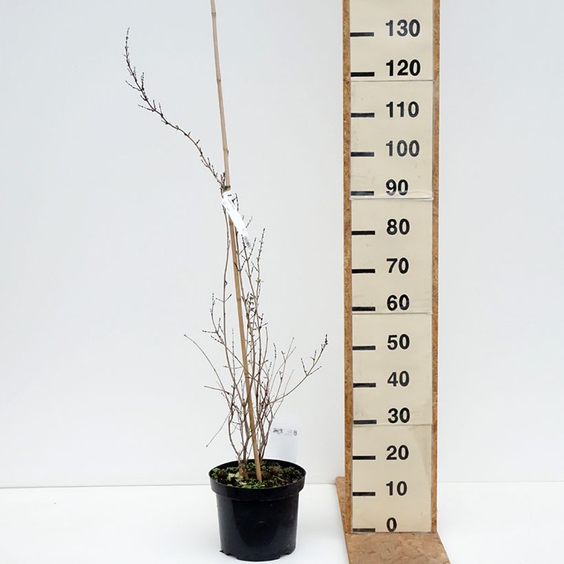 Abeliophyllum distichum - White Forsythia 4L/5L pot sample as delivered in autumn