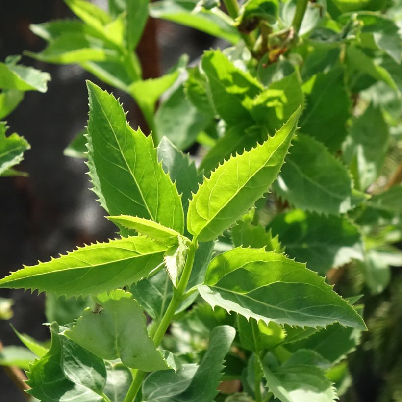 Forsythia x intermedia Forbeesia (Foliage)