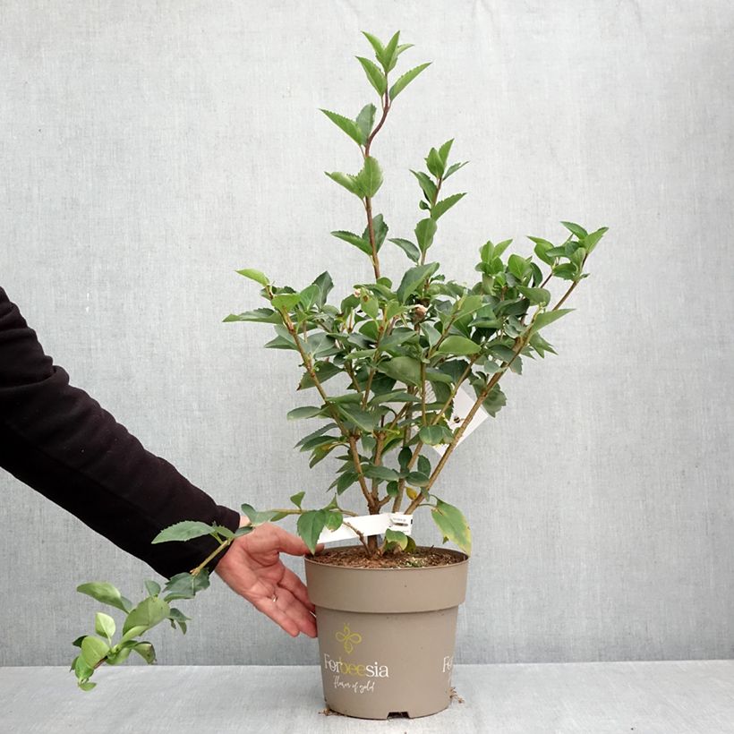 Forsythia x intermedia Forbeesia 4L/5L pot sample as delivered in autumn