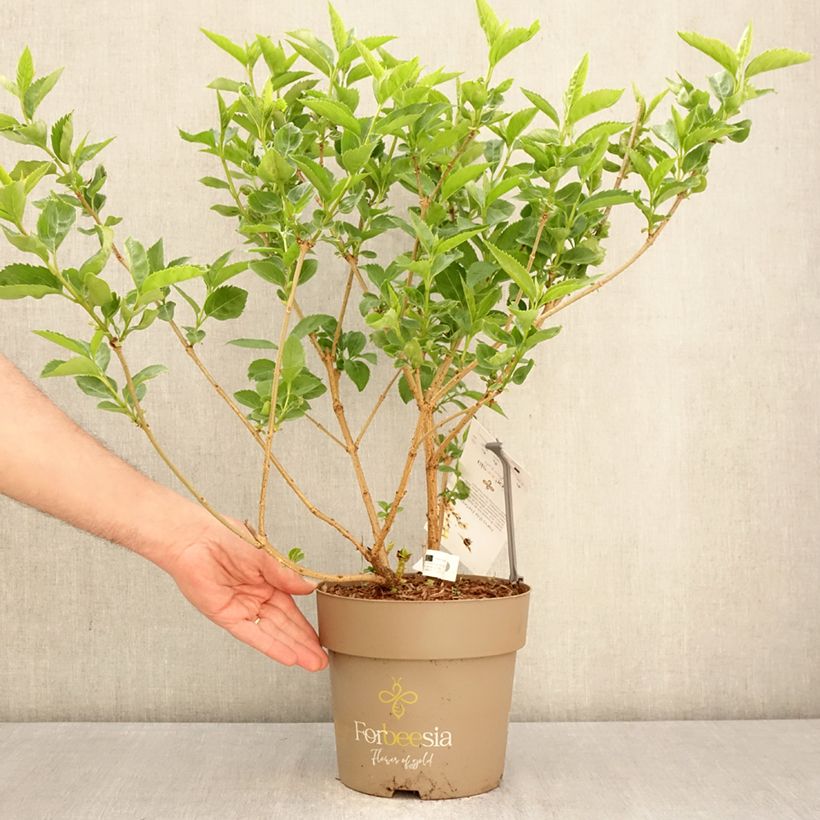 Forsythia x intermedia Forbeesia 4L/5L pot sample as delivered in spring