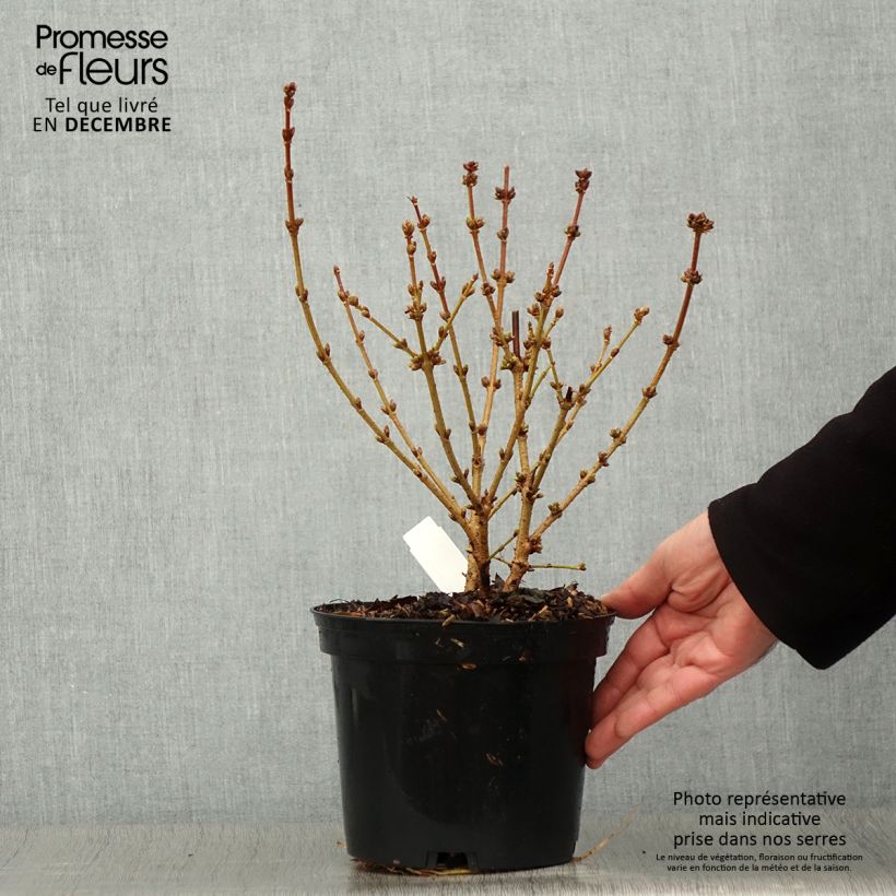 Forsythia intermedia Golden Times 3L/4L pot sample as delivered in autumn