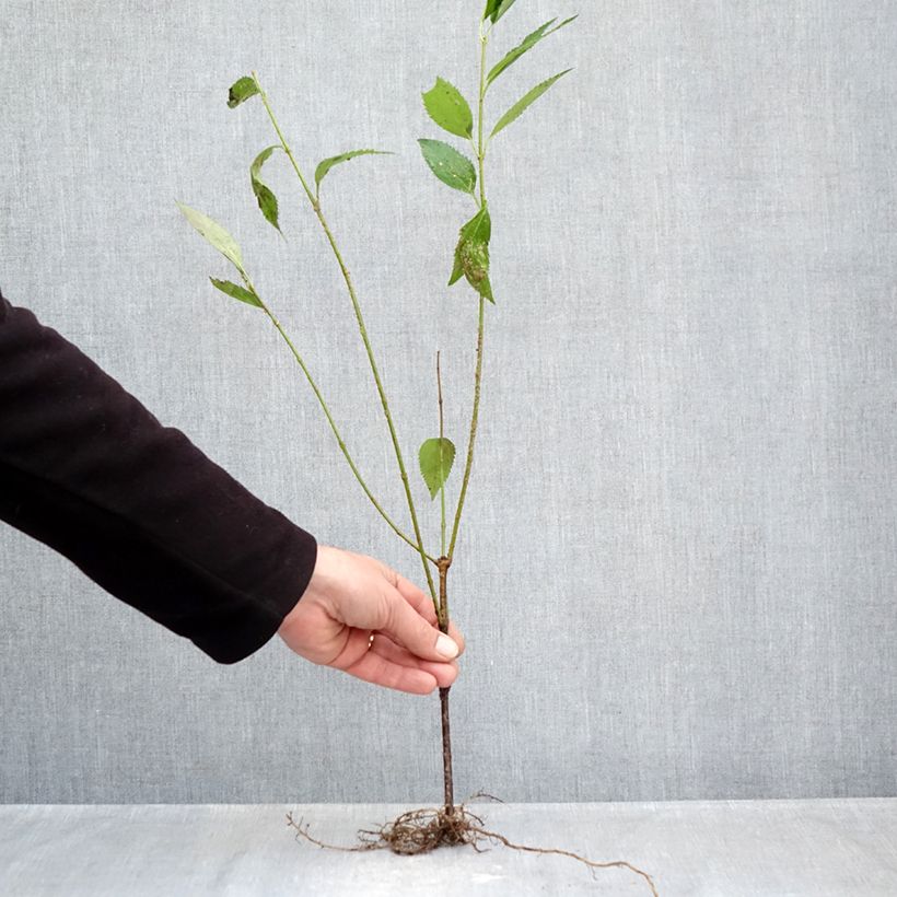 Forsythia intermedia Lyngold Bare root sample as delivered in winter