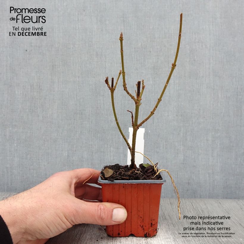 Forsythia intermedia Spectabilis 8/9 cm pot sample as delivered in autumn
