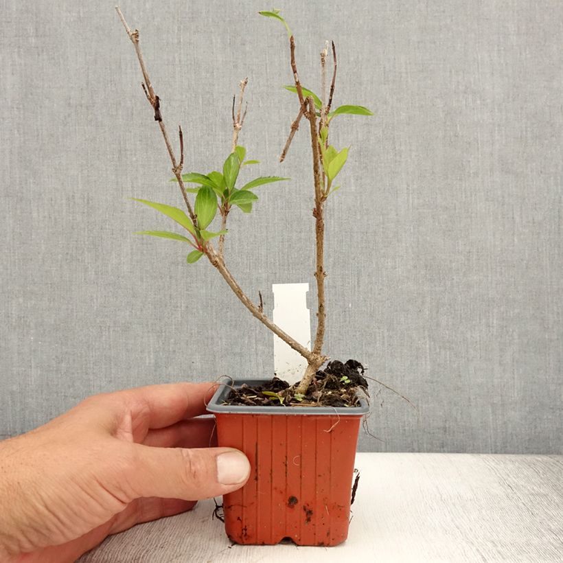 Forsythia intermedia Spectabilis 8/9 cm pot sample as delivered in summer