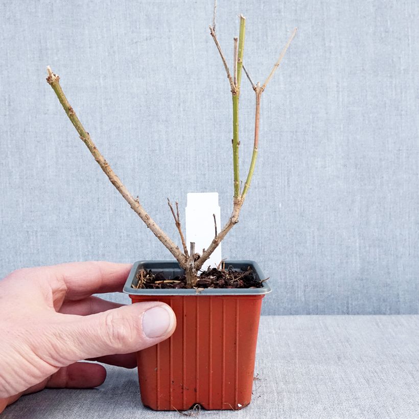 Forsythia intermedia Spectabilis 8/9 cm pot sample as delivered in winter