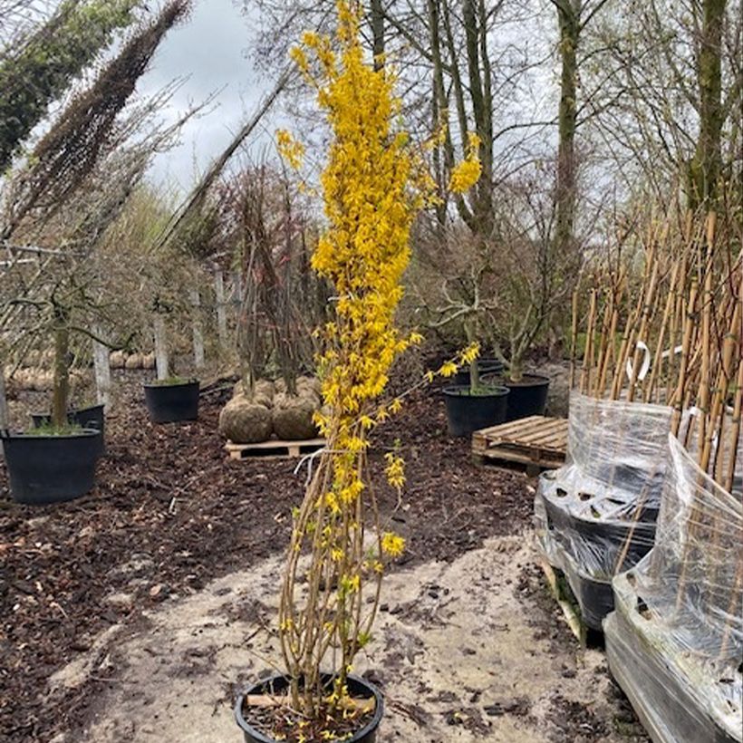 Forsythia intermedia Week-End 50L/55L pot sample as delivered in spring