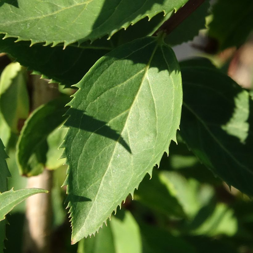 Forsythia koreana Flying Machine - Korean goldenbell tree (Foliage)