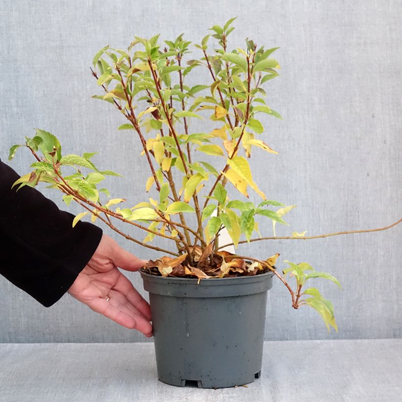 Forsythia koreana Kumsun 3L/4L pot sample as delivered in autumn