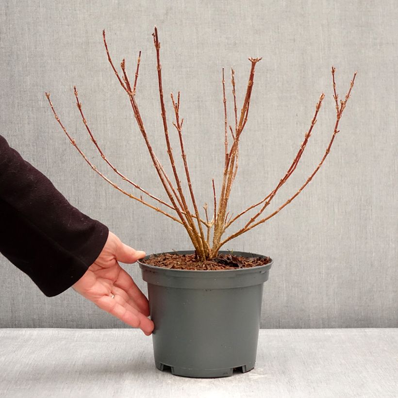 Forsythia koreana Kumsun 3L/4L pot sample as delivered in winter