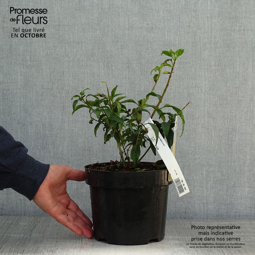 Forsythia intermedia Marée dOr 3L/4L pot sample as delivered in autumn