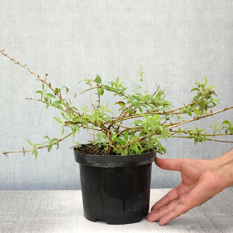 Forsythia intermedia Mêlée dOr 3L/4L pot sample as delivered in summer
