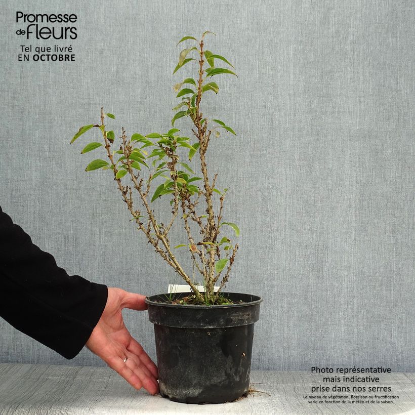 Forsythia intermedia Nimbus 3L/4L pot sample as delivered in autumn