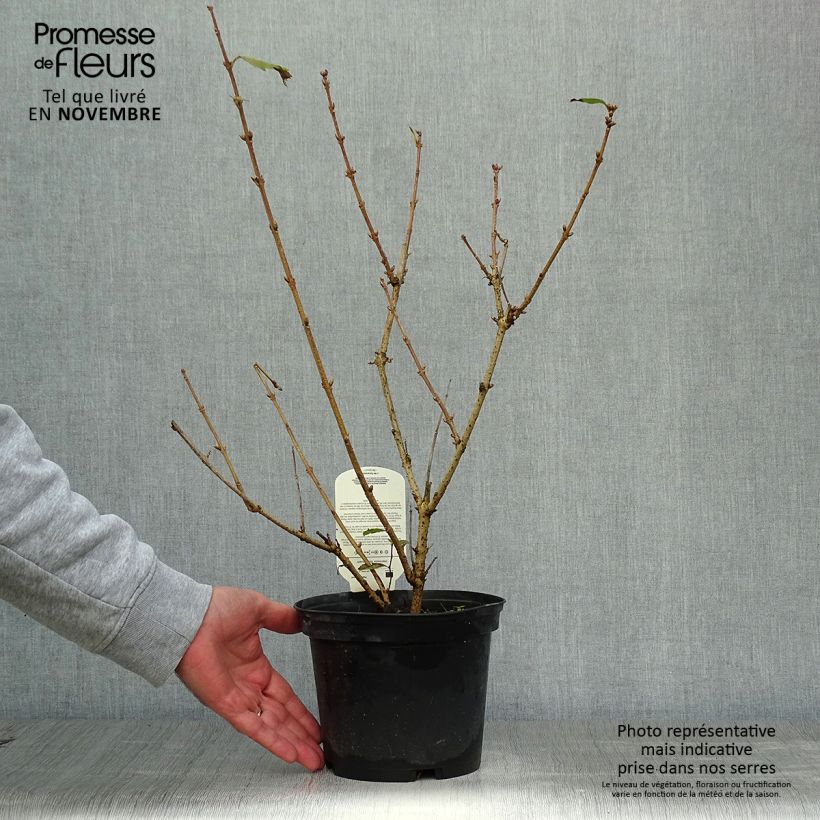 Forsythia intermedia Goldrausch 2L/3L pot sample as delivered in autumn