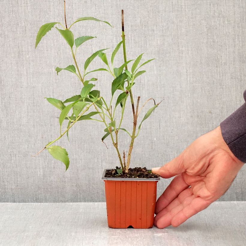 Forsythia intermedia Goldzauber 8/9 cm pot sample as delivered in autumn