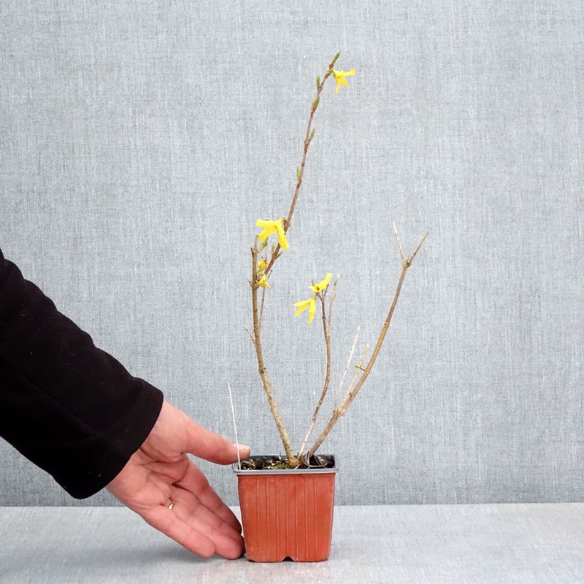 Forsythia intermedia Goldzauber 8/9 cm pot sample as delivered in spring