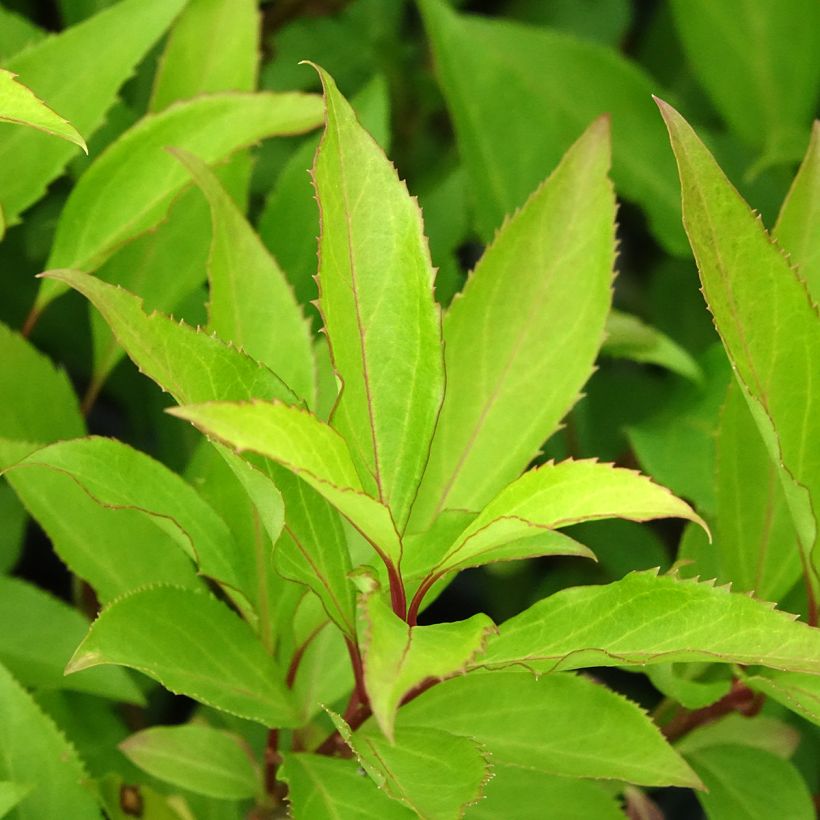 Forsythia intermedia Lynwood (Foliage)