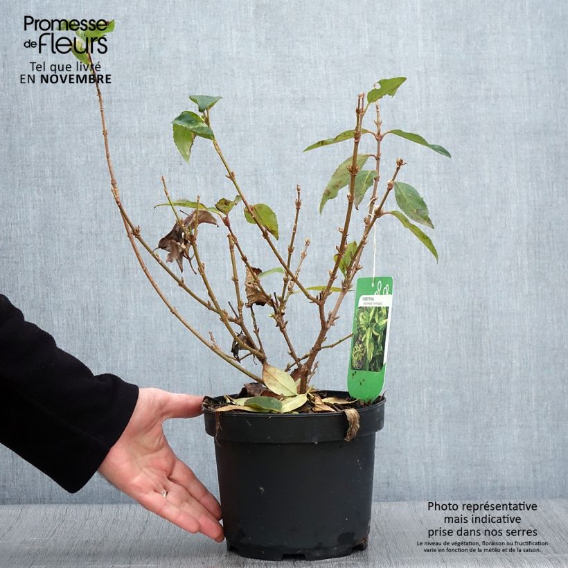 Forsythia intermedia Variegata 3L/4L pot sample as delivered in autumn