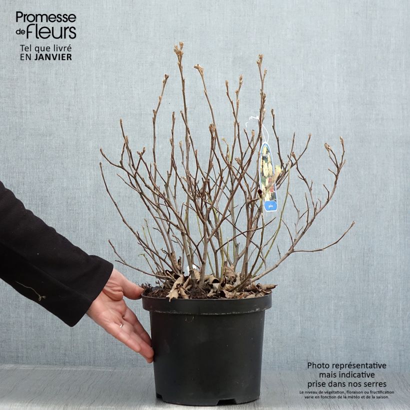 Fothergilla gardenii 3L/4L pot sample as delivered in winter