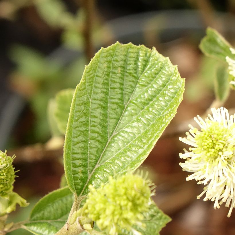 Fothergilla gardenii Suzanne (Foliage)
