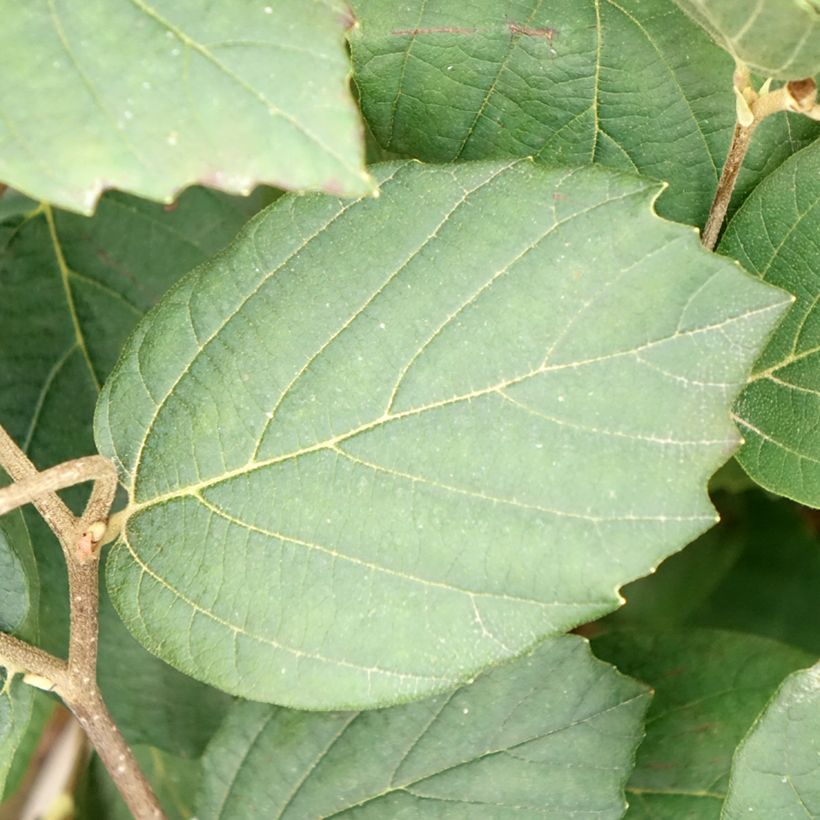 Fothergilla x intermedia Mount Airy - Witch Alder (Foliage)