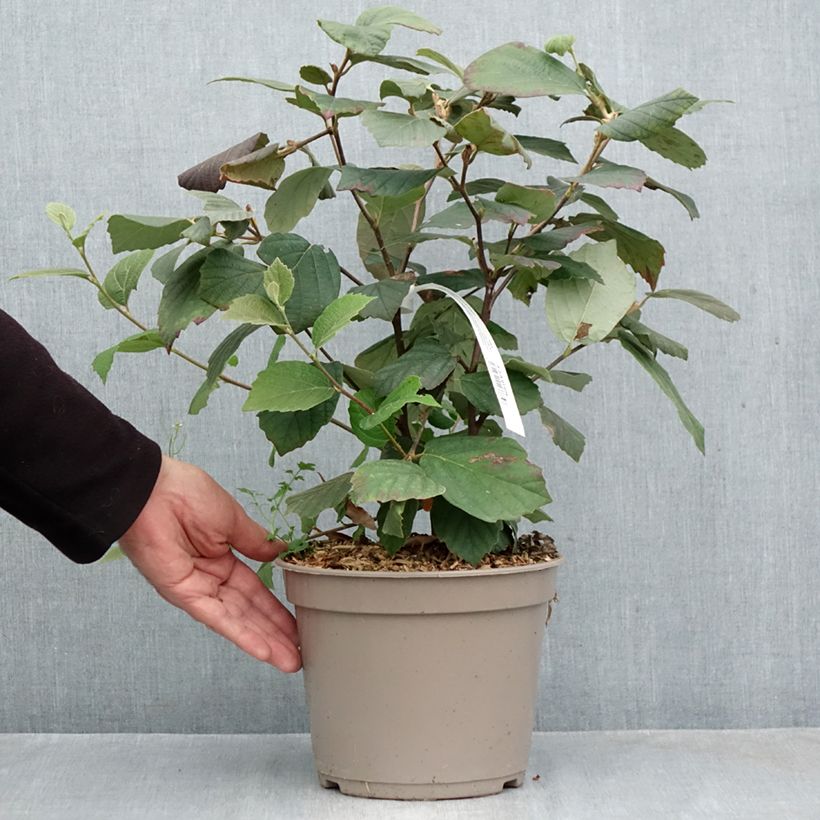 Fothergilla x intermedia Mount Airy - Witch Alder 4L/5L pot sample as delivered in autumn