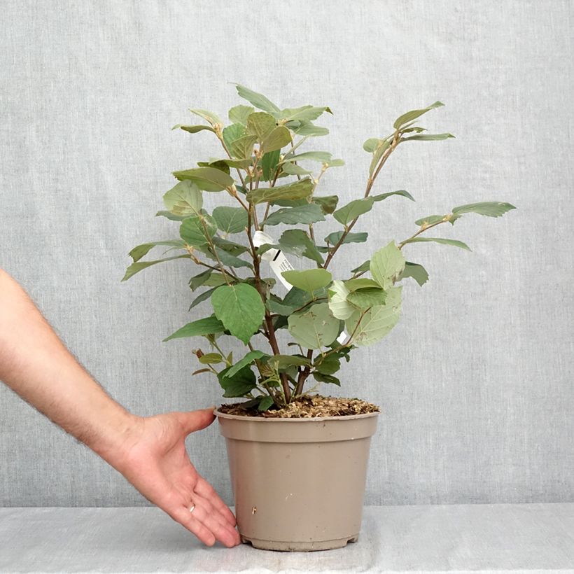 Fothergilla x intermedia Mount Airy - Witch Alder 4L/5L pot sample as delivered in summer