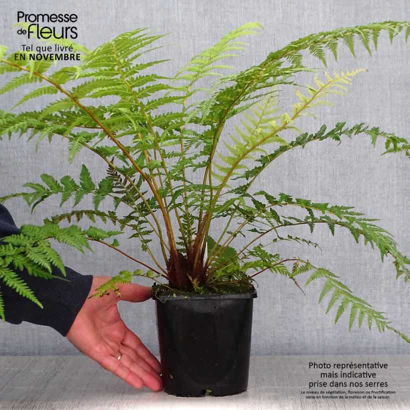 Dicksonia antarctica - Tree Fern 2L/3L pot sample as delivered in autumn